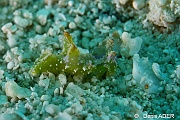 Elysia tomentosa-Liwutonkidi Island 2-13m-20180604-Denis-ADER-DSC_4040_tn